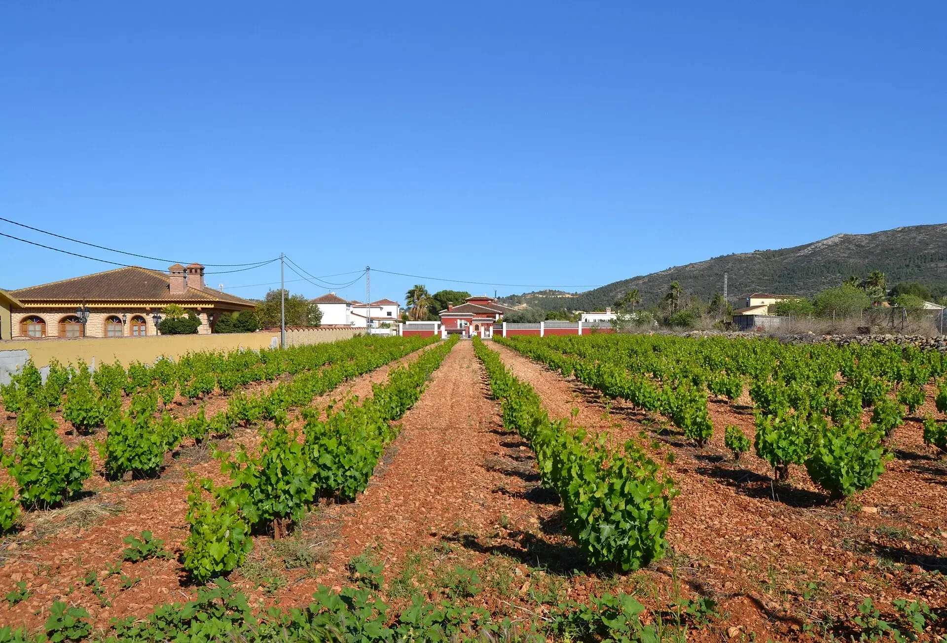Viñedos de Xaló · Vall de Pop